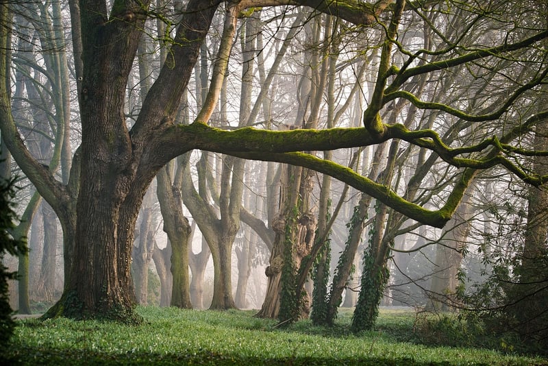 Forest Fairies