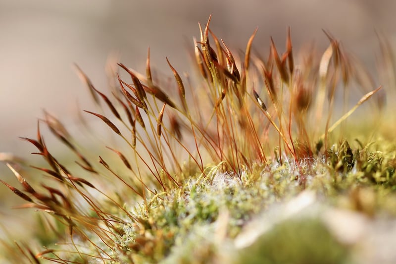 Mossy Pathway Image